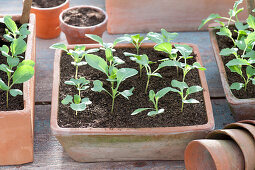 Brassica (kohlrabi) seedlings in terracotta shell