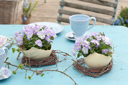 Viola cornuta Rocky 'Lavender Blush' (horn violet) in bowls