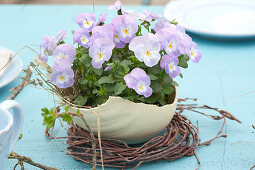 Viola cornuta Rocky 'Lavender Blush' (horn violet) in bowl