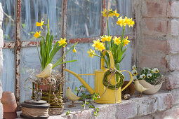 Spring at the stable window, Narcissus 'Tete A Tete' (Daffodil)