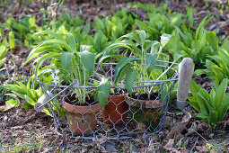 Allium ursinum (ramson) in clay pots in a wire basket and in a flowerbed