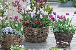 Tulipa 'Shirley', 'Purple Prince', 'Claudia', Viola cornuta