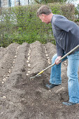 Mann bedeckt Solanum tuberosum ( Kartoffeln ) mit Erde