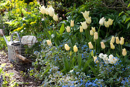 Tulipa 'Budlight' (lily-flowered tulip) and Brunnera