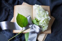 White hydrangea flower with ribbon on open book