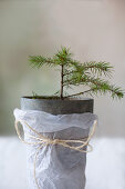 Tiny potted fir tree wrapped in tissue paper