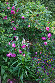 Pink-flowering dog rose and violas lit by garden lights
