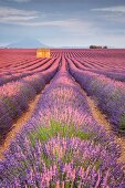 House in a lavender field at sunset, Plateau de Valensole, Alpes-de-Haute-Provence, Provence-Alpes-Cote d Azur, France, Europe