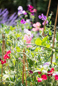 Sweet peas and other flowers in garden
