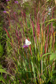Patagonisches Eisenkraut (Verbena bonariensis) mit Schmetterling im Garten