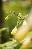 Gelbe Blüten der Wachsglocke (Kirengeshoma palmata)