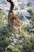 Katze im verschneiten Gras