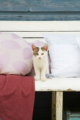 Katze zwischen Kissen mit selbst genähten Kissenbezügen auf Bank