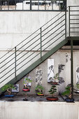 Bonsai trees on shelves under metal staircase in courtyard