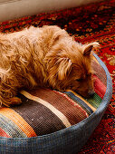 Hund liegt auf einem Bodenkissen aus Teppichstücken