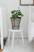 White geranium in rustic metal bucket on stool