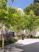 Inner courtyard with trees, designer outdoor furniture and a dog