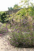 Round bed of purple-flowering Verbena bonariensis