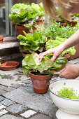 Hands picking leaves from various types of lettuce in terracotta pots