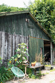 Old barn, green chair, bird table and sunflowers