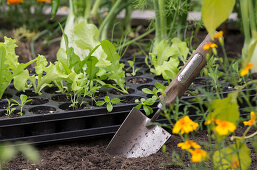 Cultivation Plate With Vegetables, Planting Blade Next To It