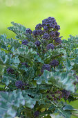 Purple-sprouting broccoli (Brassica oleracea var. italica) growing in garden