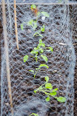 Mairübchen-Jungpflanzen mit Drahthaube als Vogelschutz