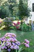 Flowering hydrangeas and summer flowers in garden