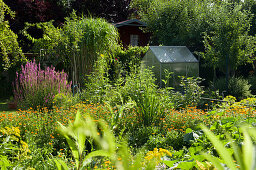 Natural Garden With Greenhouse And Garden Shed