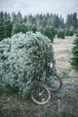Cutting down Christmas trees at an evergreen tree farm