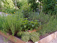Lavender, hyssop, sage and thyme in raised bed made from planks