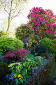 Rorbuche, japanischer Ahorn und Rhododendron im Garten