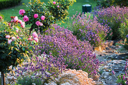 Romantic garden path lined with lavender and standard roses