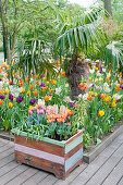 Tulpengarten, im Vordergrund Frühlingsblumen im Hochbeet aus recyceltem Holz