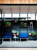 Blue upholstered chairs on black wall with shelves for plants