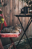 Cat on wooden chair next to set table in garden