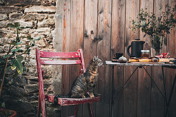Cat on wooden chair next to table set with fig tarts and coffee in garden