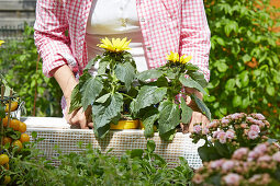 Frau stellt Sonnenblumen in die Blumenkästen eines selbstgebauten Hochbeets