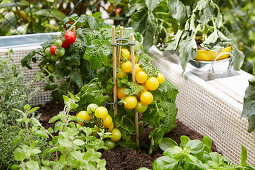 Tomatenpflanzen und Küchenkräuter im selbstgebauten Hochbeet aus Paletten