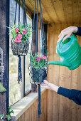 Watering macrame hanging planters in summer house