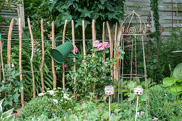 Picket fence with rose 'Leonardo da Vinci' and watering can