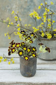 Primula 'Victoriana Gold Lace' and cornelian cherry blossom in old silver beaker and tin pot