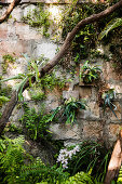 Overgrown garden wall in a natural garden