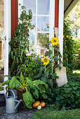 Sonnenblumen und Mangold vorm Gartenhaus mit Sprossenfenstern