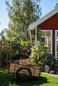 Apple harvest in handcart in front of Scandinavian-style summerhouse