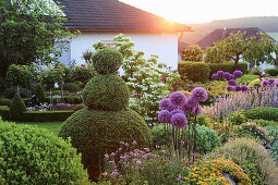 Topiary box and alliums in garden