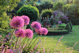 Garden with alliums, box hedges, box cones and roses