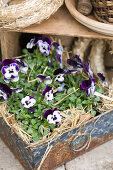 Purple violas and straw in old metal crate