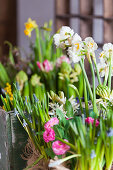 Narcissus, grape hyacinths and ranunculus