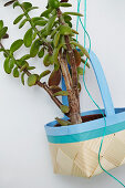Money tree in a painted basket as a hanging planter